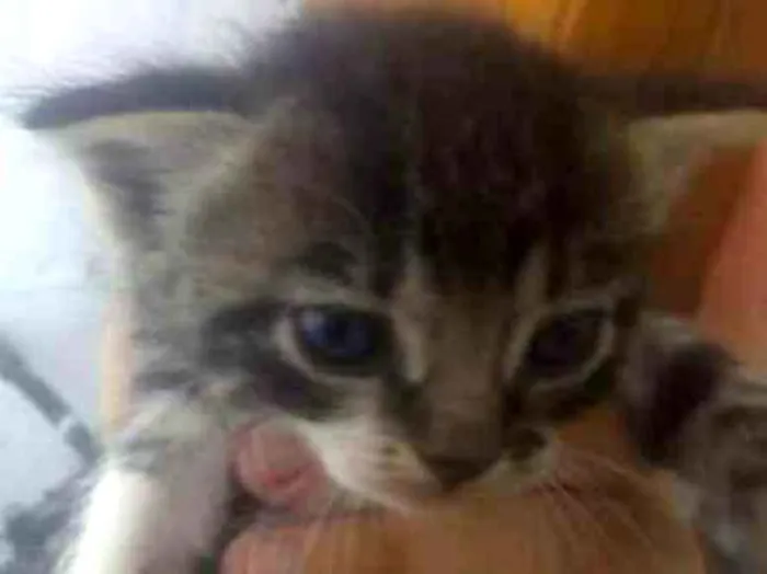 Gato ra a  idade Abaixo de 2 meses nome Não tem