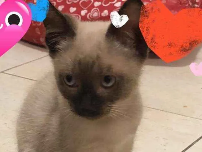Gato ra a Felino idade 2 a 6 meses nome Mimo