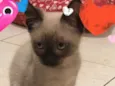 Mimo