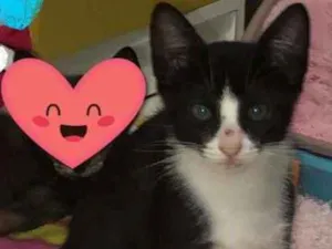 Gato raça Felino idade 2 a 6 meses nome Nino