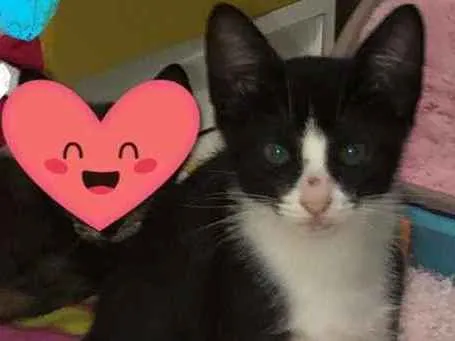 Gato ra a Felino idade 2 a 6 meses nome Nino
