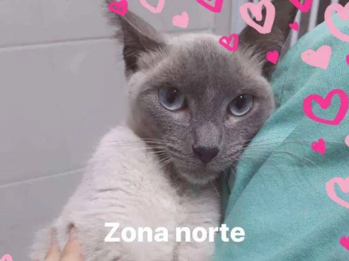 Gato ra a Felino idade 1 ano nome Mary
