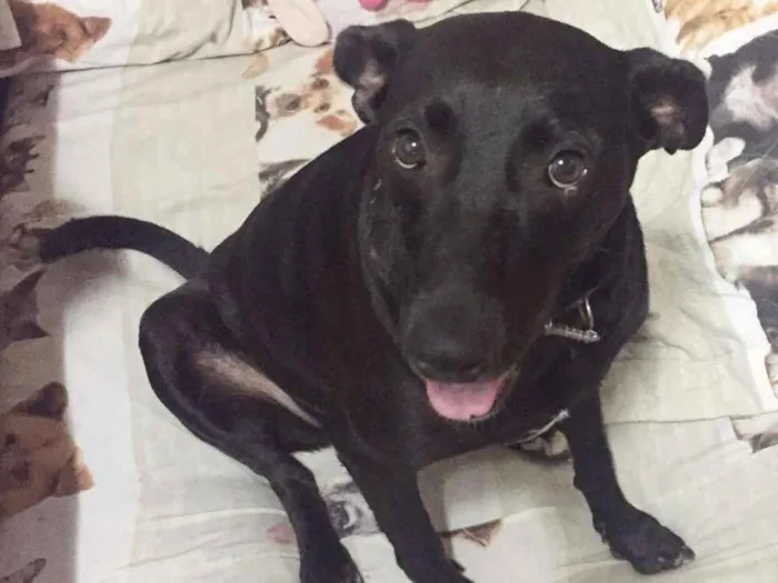 Cachorro ra a SRD idade 2 anos nome Cindy
