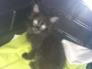 Gato raça SRD idade 2 a 6 meses nome sem nome