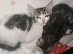 Gato raça SRD idade 2 a 6 meses nome sem nome