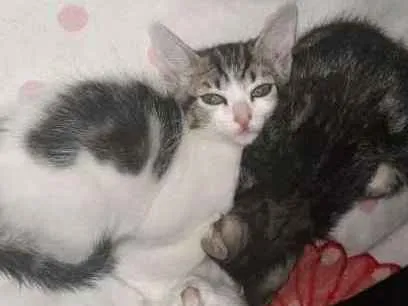 Gato ra a SRD idade 2 a 6 meses nome sem nome