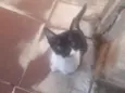 Frajolínha 