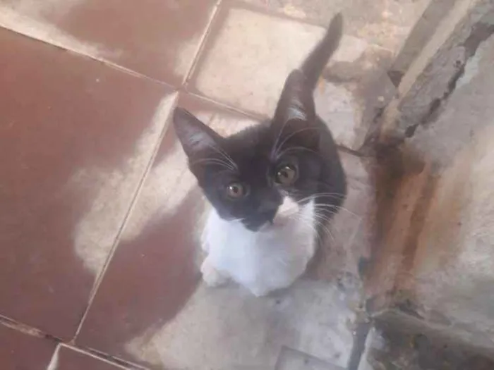 Gato ra a Ráça não definida  idade Abaixo de 2 meses nome Frajolínha 