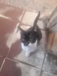 Frajolínha 