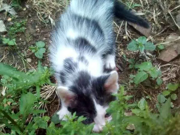 Gato ra a Ráça não definida  idade Abaixo de 2 meses nome N tem nome ainda 