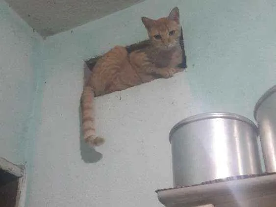 Gato ra a Ráça não definida idade 2 a 6 meses nome Rabíto