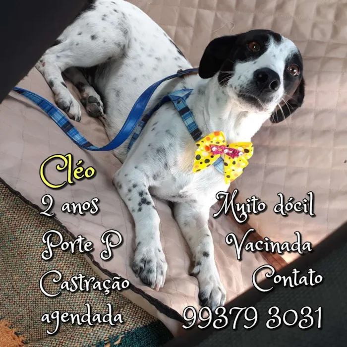 Cachorro raça SRD idade 2 anos nome Cléo 