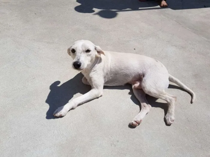 Cachorro ra a Srd idade 3 anos nome SPIKE