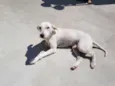 SPIKE