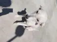 SPIKE