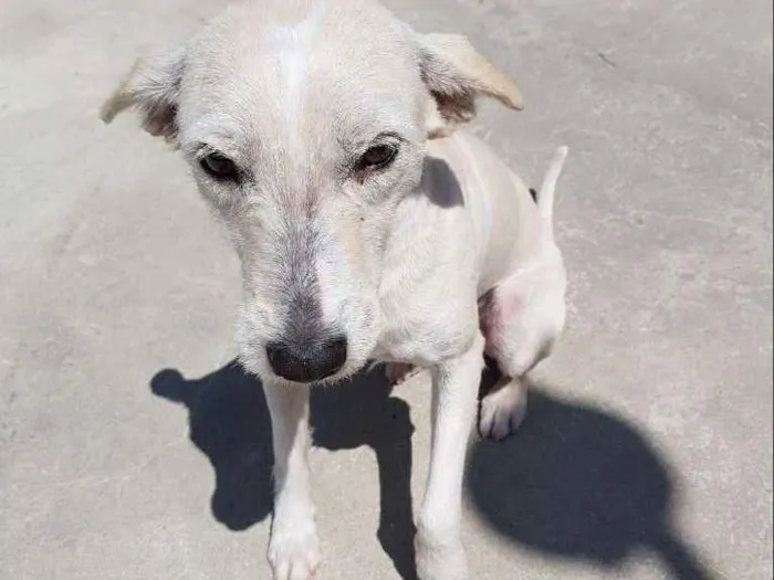 Cachorro ra a Srd idade 3 anos nome SPIKE
