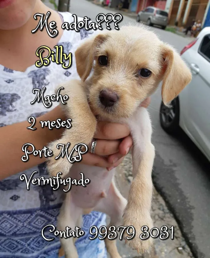 Cachorro raça SRD idade Abaixo de 2 meses nome Billy