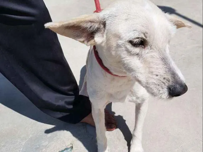 Cachorro ra a Srd idade 3 anos nome SPIKE