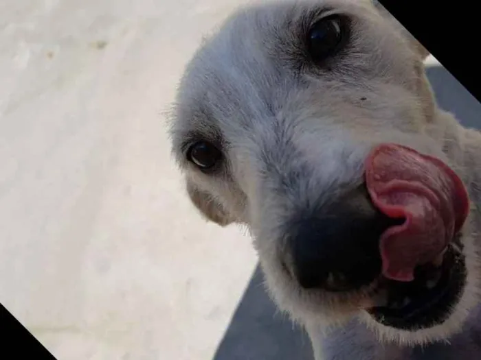 Cachorro ra a Srd idade 3 anos nome SPIKE