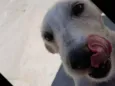 SPIKE