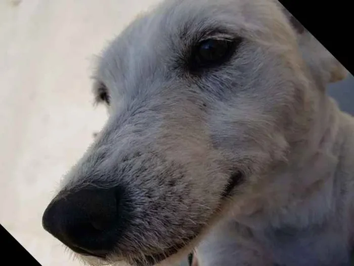 Cachorro ra a Srd idade 3 anos nome SPIKE