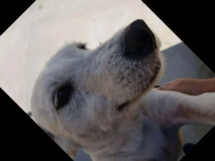 Cachorro ra a Srd idade 3 anos nome SPIKE