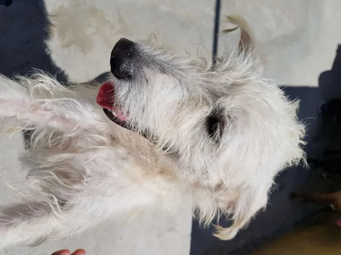 Cachorro ra a Srd idade 3 anos nome SPIKE
