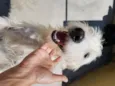 SPIKE