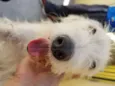SPIKE