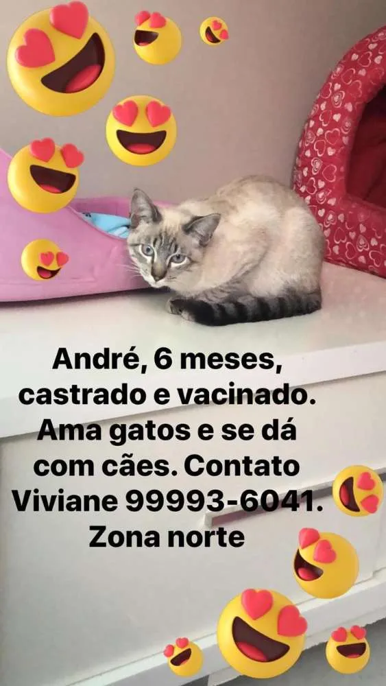 Gato ra a Felino idade 2 a 6 meses nome André