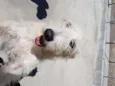 SPIKE