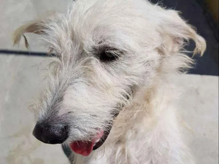 Cachorro ra a Srd idade 3 anos nome SPIKE
