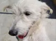 SPIKE