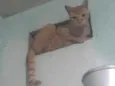 Rabíto 