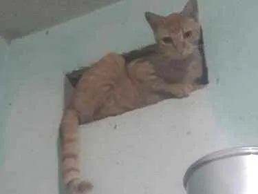 Gato ra a Ráça não definida  idade 7 a 11 meses nome Rabíto 
