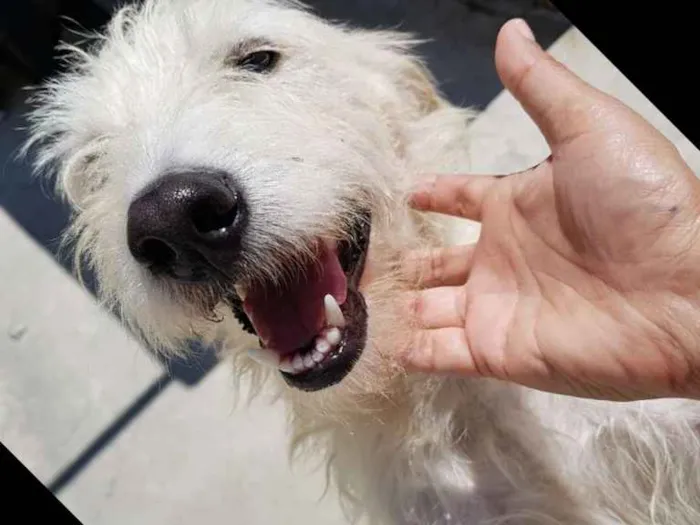 Cachorro ra a Srd idade 3 anos nome SPIKE