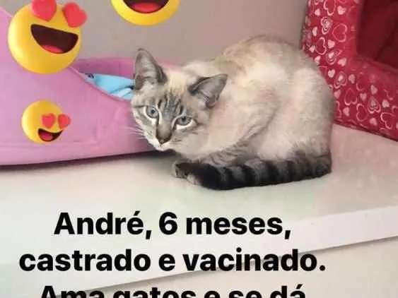 Gato ra a Felino idade 2 a 6 meses nome André