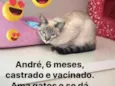 André