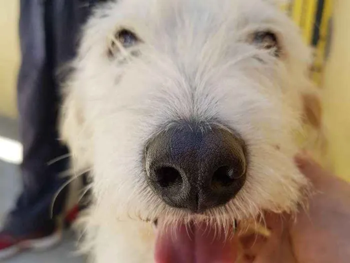 Cachorro ra a Srd idade 3 anos nome SPIKE