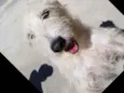 SPIKE