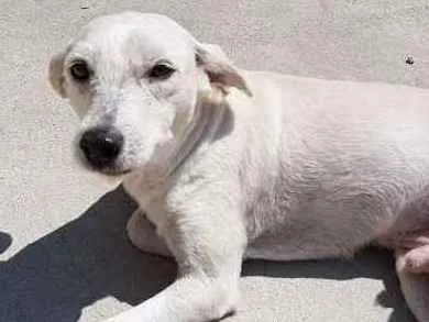 Cachorro ra a Srd idade 3 anos nome SPIKE