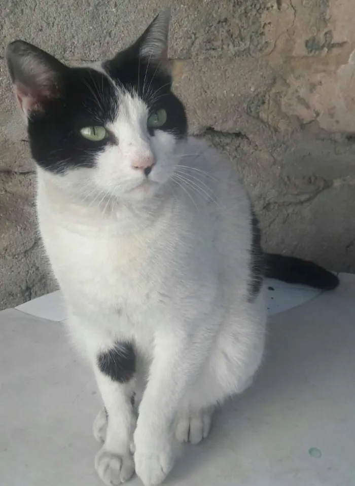 Gato ra a Ráça não definida  idade 2 anos nome Coração?