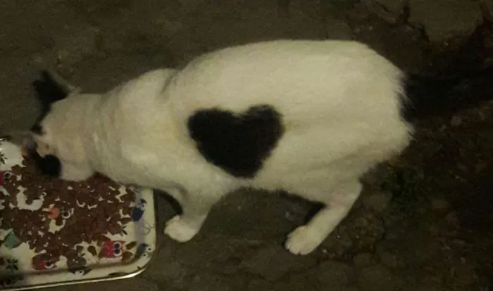 Gato ra a Ráça não definida  idade 2 anos nome Coração?