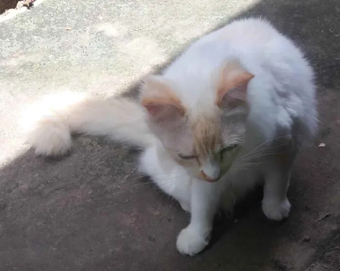 Gato ra a Ráça não definida  idade 7 a 11 meses nome Sophia 