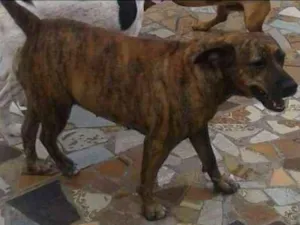 Cachorro raça SRD idade 6 ou mais anos nome Laica