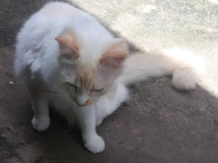 Gato ra a Ráça não definida  idade 7 a 11 meses nome Sophia 