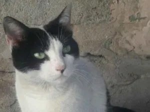 Gato raça Ráça não definida  idade 2 anos nome Coração?