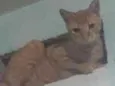 Rabíto 