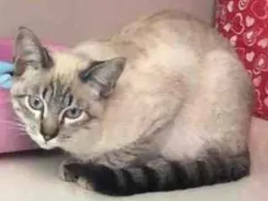 Gato raça Felino idade 2 a 6 meses nome André