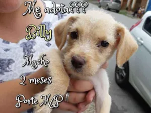 Cachorro raça SRD idade Abaixo de 2 meses nome Billy